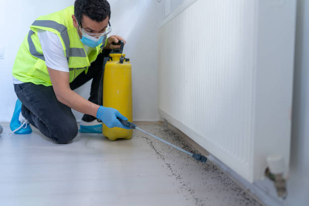 male worker spraying insecticide with sprayer at home male worker spraying insecticide with sprayer at home